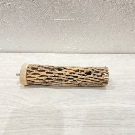 カクタスパーチ④ 小サイズ長さ15cm