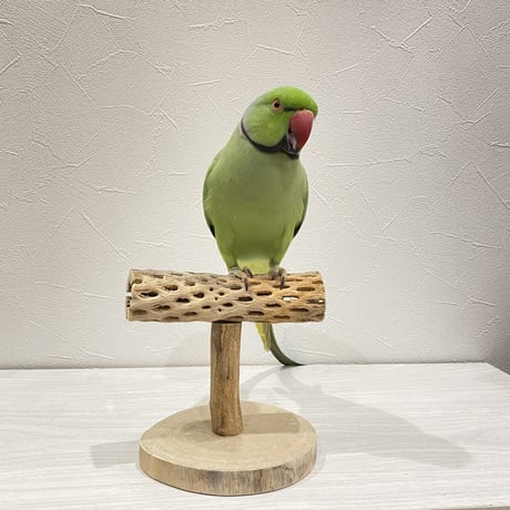 カクタスのスタンドパーチ④　パーチ長さ13.5cm／高さ13.5cm