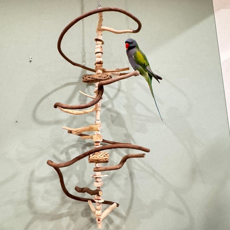 【S様専用】コトリのなる木SPカスタム 貝塚伊吹のピノキオの鼻【自然木 インコ バードアスレチック】