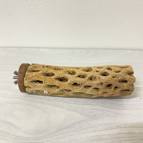 カクタスパーチ 中サイズ④ 直径約5cm 長さ/15cm