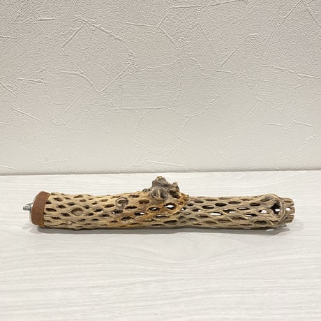 カクタスパーチ⑤ 極小直径2-3cm/25cm