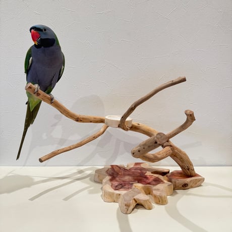 カイヅカイブキのおやつ入れ付きスタンドパーチ  【インコ 自然木 止まり木 】
