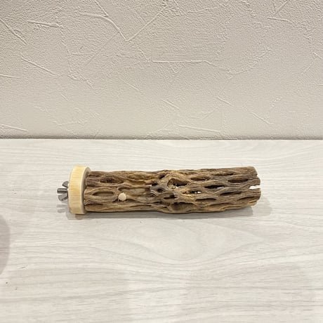 カクタスパーチ【10】小 直径約3-4cm/15cm