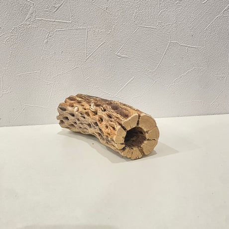 カクタスパーチ⑦  直径約5.5cm/長さ15cm