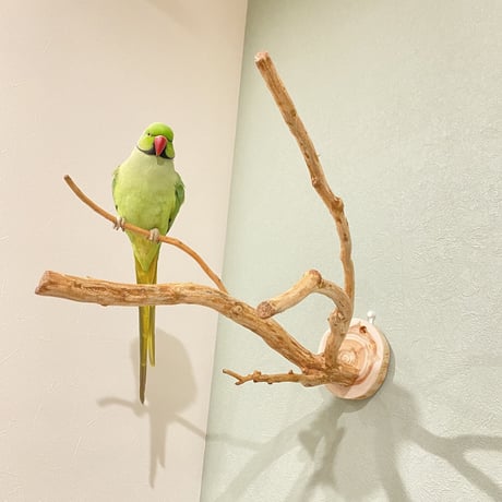 ピノキオの鼻 ⑤ 中型から大型用