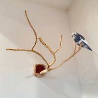 貝塚伊吹のピノキオの鼻 ③ 【自然木 止まり木 パーチ】