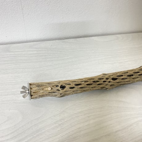 ケージサイズカクタスパーチ③ 極小サイズ直径約2-3cm HOEI465サイズ