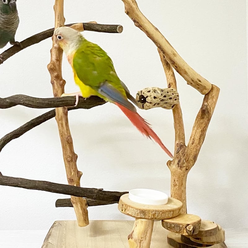 自然木のゆらゆらゆりかごバードアスレチック | 自然木の鳥用品 鳥豆堂