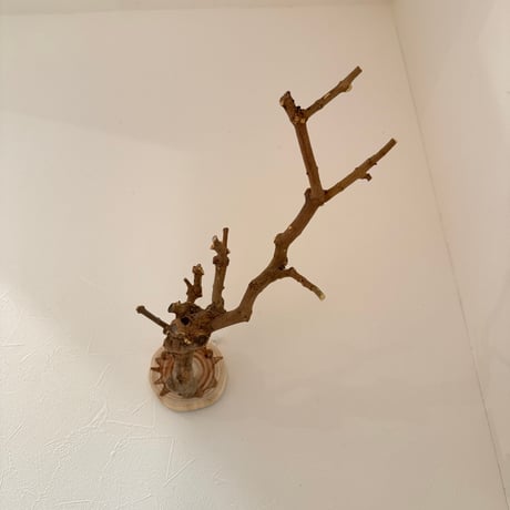 トウカエデのピノキオの鼻【A】