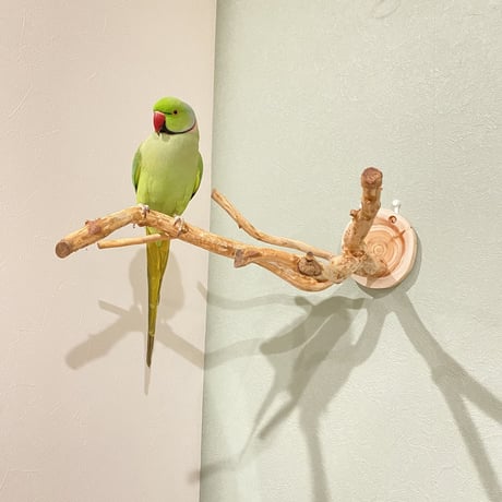 ピノキオの鼻 ③  中型から大型用