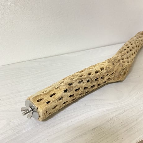 ケージサイズカクタスパーチ⑥ 小サイズ直径3-4cm HOEI465サイズ