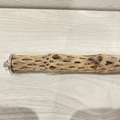 【M様専用】カクタスパーチ 極小26cm