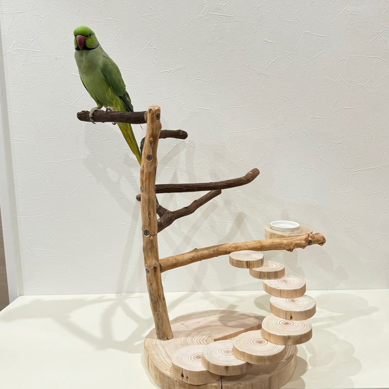 自然木（ツタ・貝塚伊吹・杉）と螺旋階段のバードアスレチック【インコ