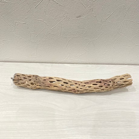 カクタスパーチ極小② 2-3㎝長さ29.5cm