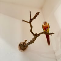 トウカエデのピノキオの鼻【A】