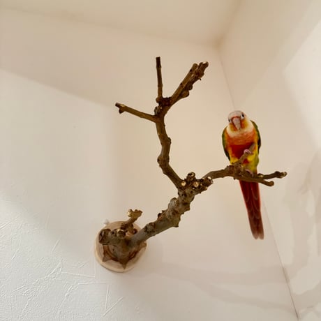 トウカエデのピノキオの鼻【A】