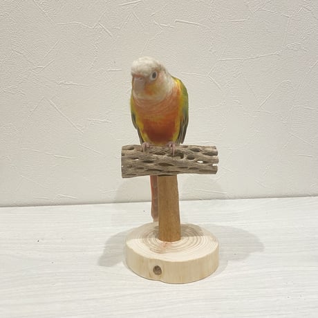 【体重測定用】カクタスのスタンドパーチ⑥　パーチ長さ10cm／高さ約10cm