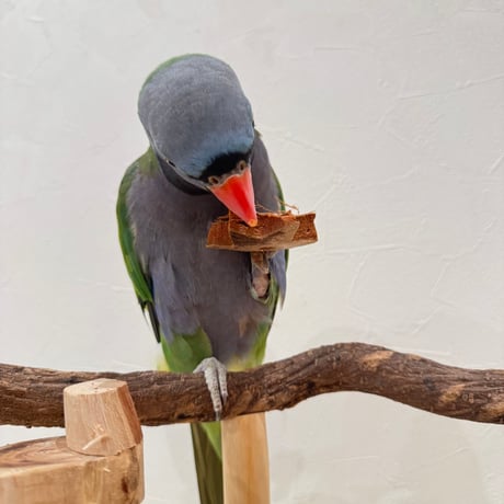 ガジガジココナッツ お花 5個セット【インコのおもちゃ】