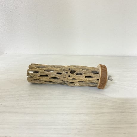 カクタスパーチ極小　直径2〜3cm／長さ12cm
