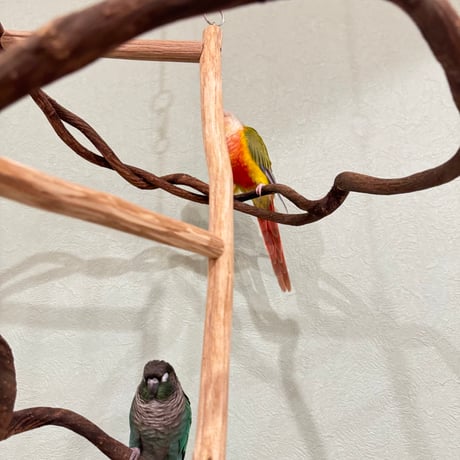コトリのなる木　つり下げゆらゆらバードアスレチック【インコ・オウムのおもちゃ・自然木の止まり木】