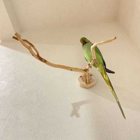 ピノキオの鼻 ②