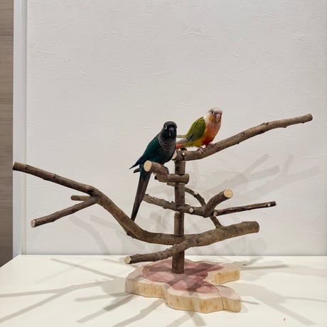 無農薬レモンの木のスタンドパーチ　現品限り  【インコ 自然木 止まり木 】