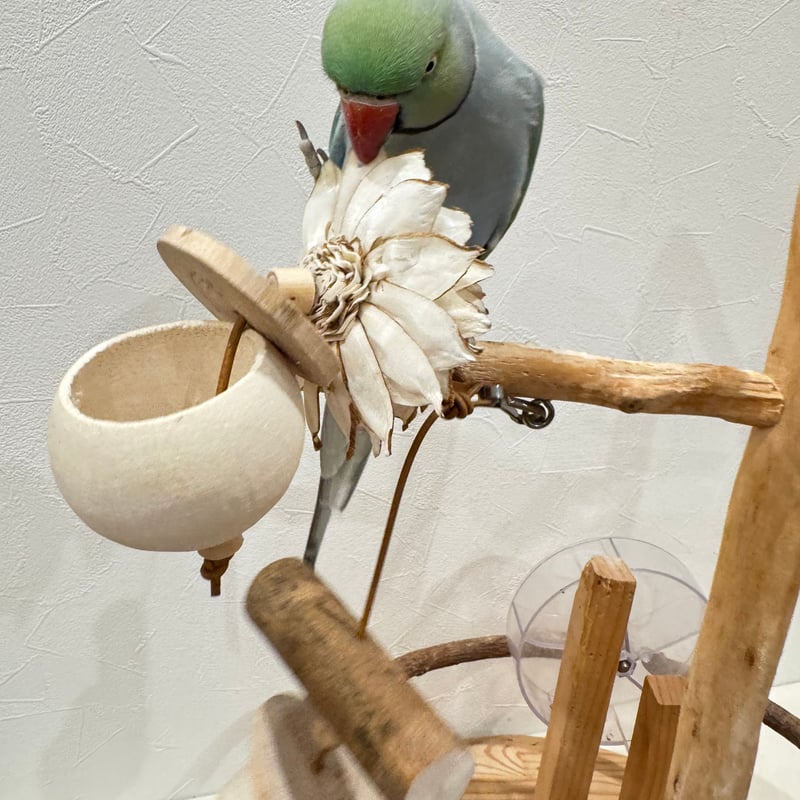 天然素材100% ゾウノリンゴのフォレイジングトイ【インコのおもちゃ
