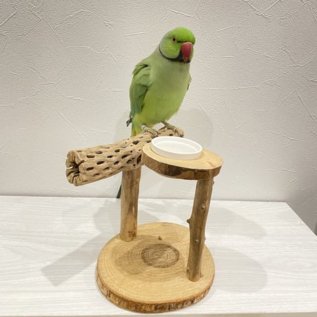 カクタスのスタンドパーチ②　パーチ長さ20.5cm／高さ16cm