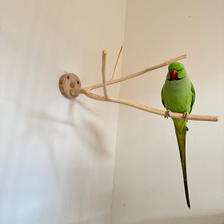 桧のピノキオの鼻④