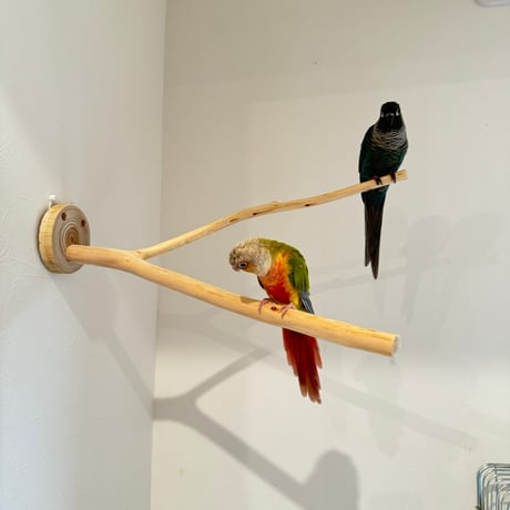桧のピノキオの鼻 ⑧
