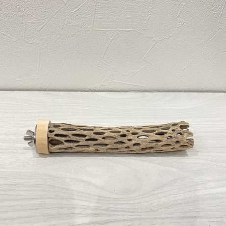 カクタスパーチ⑪ 極小直径約2-3cm/15cm