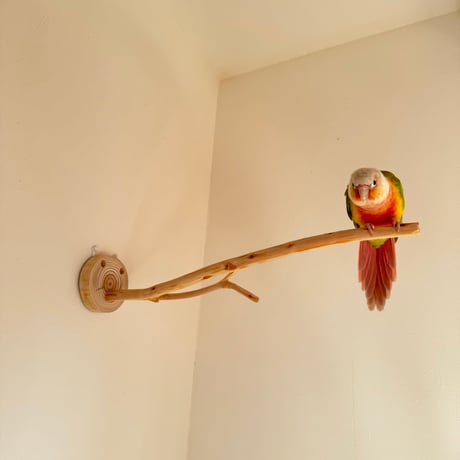 桧のピノキオの鼻 ③