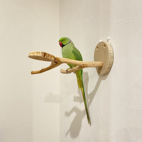 ピノキオの鼻 ①  貝塚伊吹