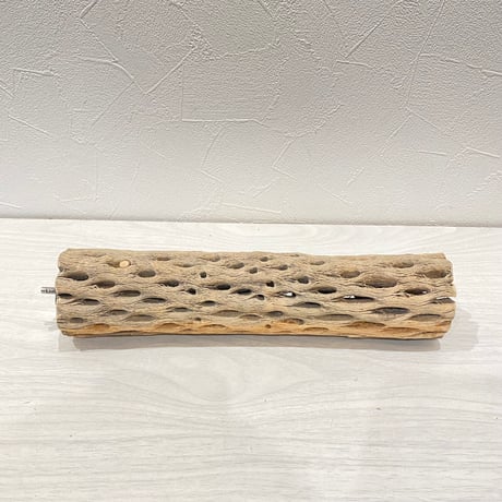 カクタスパーチ【d】中 直径約5.5cm/25cm
