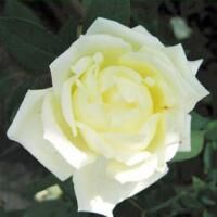 ル・パクトル　※購入ご希望の方はお問い合わせください。