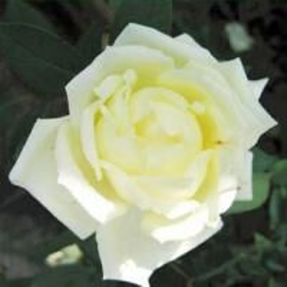609e8e617c42ee3617efbc83