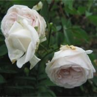 クライミング　クロチルド・スペール　※購入ご希望の方はお問い合わせください。