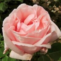ミセス・チャールズ・ベル　※購入ご希望の方はお問い合わせください。