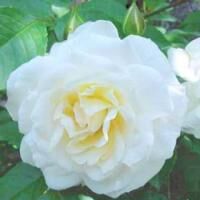 イレーヌ・オブ・デンマーク　※購入ご希望の方はお問い合わせください。