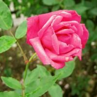 葡萄紅　※購入ご希望の方はお問い合わせください。