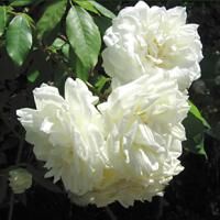 ラマルク　※購入ご希望の方はお問い合わせください。