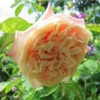 マダム・クリュ　※購入ご希望の方はお問い合わせください。