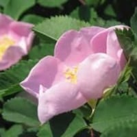 ロサ・キンナメモア　※購入ご希望の方はお問い合わせください。