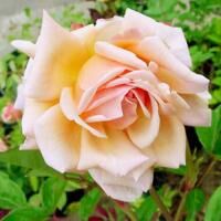 アレッサ　※購入ご希望の方はお問い合わせください。