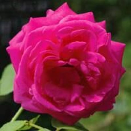 チャイナローズ | STORES