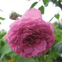 Lilac Dawn　※購入ご希望の方はお問い合わせください。