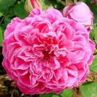紫燕飛舞　※購入ご希望の方はお問い合わせください。