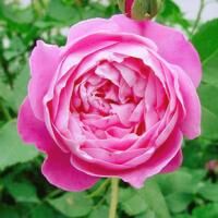 ラ・レーヌ・ビクトリア　※購入ご希望の方はお問い合わせください。