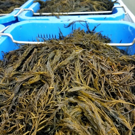 あかもく定期便