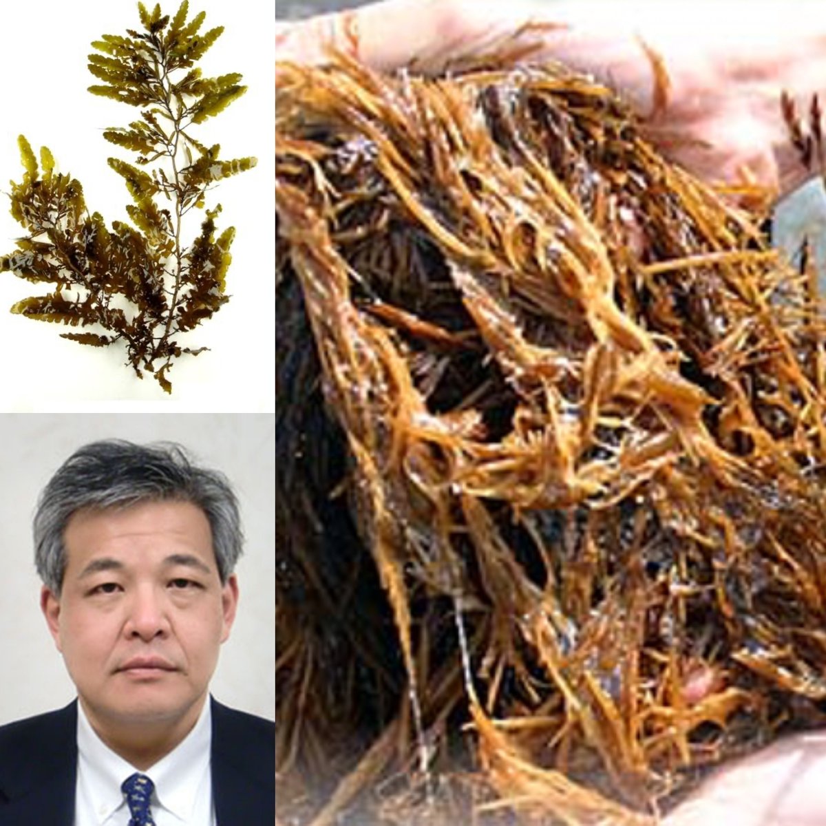 【インタビュー】海藻アカモクはここがスゴイ! | マツヤマハナビ ー 松山華日 ー